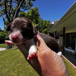 Sam I am - Piebald male Dachshund puppy in Bentonville, Arkansas from T & D Dachshunds by design
