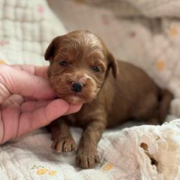 Bo Peep - Red  female Goldendoodle puppy in Wharton, Texas from Little Fur Friends