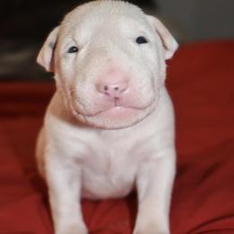 Boy 3 - White male Bull Terrier puppy in Cincinnati, Ohio from HP BULL’S