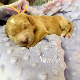 Sunny - Red  female Goldendoodle puppy in Boise, Idaho from Goldendoodle Baby