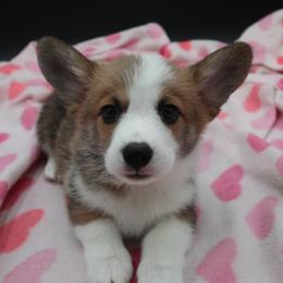 German Shepherd and Pembroke Welsh Corgi Puppies from J&R Shepherds & Corgis