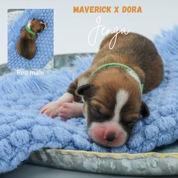 Jenga - Sable male Pembroke Welsh Corgi puppy in Walsh, Colorado from Wilson Ranch Corgis