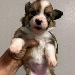 Savanna - White and red female Pembroke Welsh Corgi puppy in Hico, Texas from Chisholm Trail Kennels