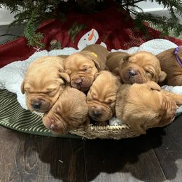 Labrador Retriever Puppies from Fia Red Retrievers