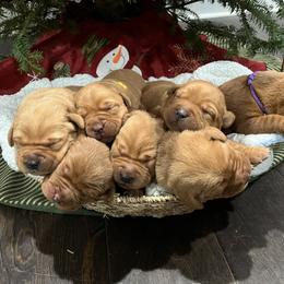 Labrador Retriever Puppies from Fia Red Retrievers