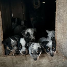 Australian Cattle Dog Puppies from Tri Star Heelers