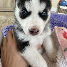 Siberian Huskies from The Sibe Tribe