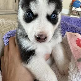 Siberian Huskies from The Sibe Tribe