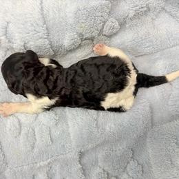 Elm - Parti male Poodle puppy in Meadowbrook, California from Standard Poodle Pups