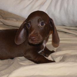 Dachshunds from Serendipity Farms