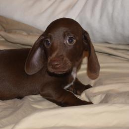 Dachshunds from Serendipity Farms