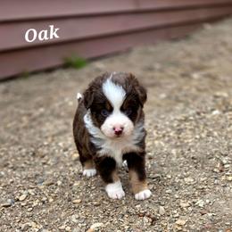 OAK - Red tri male Toy Australian Shepherd puppy in Viking, Minnesota from Son Shine Farm
