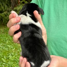 Male 2 - Black brown and white male Basset Hound puppy in Lindley, New York from Hill Top Basset Hounds & Cane Corso