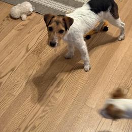 Indiana Bones - Tri-color male Jack Russell Terrier puppy in Wendell, North Carolina from Cedar Grove Jack Russell Terriers