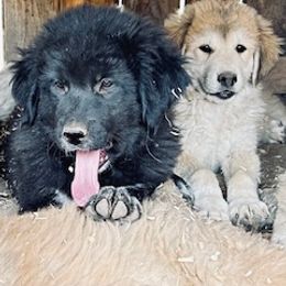 Colorado Mountain Dog puppies from FAFO Ranch