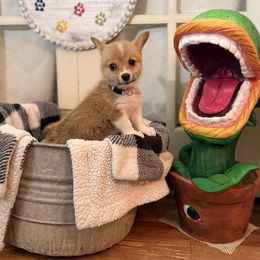 Lavender Collar - Red female Pembroke Welsh Corgi puppy in Darlington, Wisconsin from D&D P.W.Corgi's