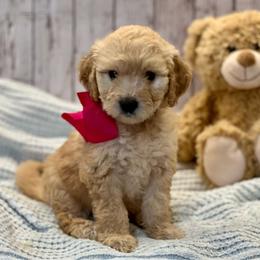 Paisley - Cream female Goldendoodle puppy in The Woodlands, Texas from Gracie's Goldendoodles and Bernedoodles