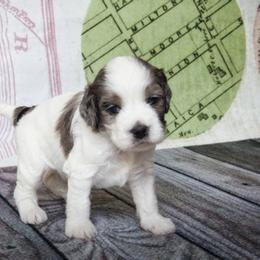 Cockapoo and Goldendoodle Puppies from Capital Doodles