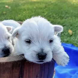German Shepherds and West Highland White Terriers from Country Grove Breeding LLC