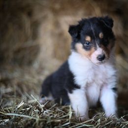 Athen - Black white and tan Collie puppy in Festus, Missouri from Shining R Rough Collies