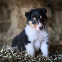 Athen - Black white and tan Collie puppy in Festus, Missouri from Shining R Rough Collies