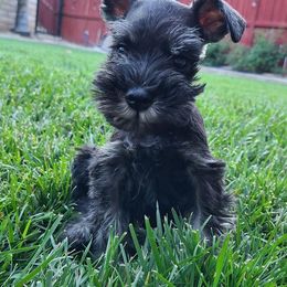 Miniature Schnauzer Puppies from Kings Miniature Schanuzers