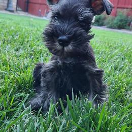 Miniature Schnauzer Puppies from Kings Miniature Schanuzers