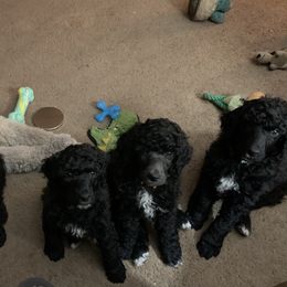 Poodle Puppies from Forest City Standards