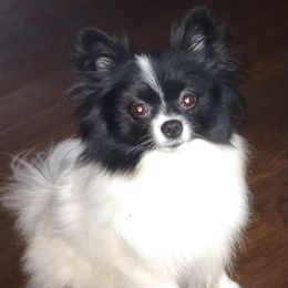 Stella - Pomeranian