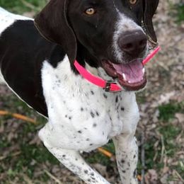 German Shorthaired Pointers from Point to Point Kennels