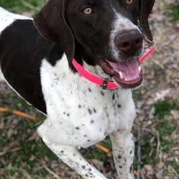 German Shorthaired Pointers from Point to Point Kennels