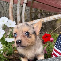 Penny - Blue merle and white female American Corgi puppy in Pioneer, Michigan from Country Corners Corgis