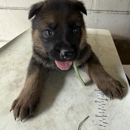 Sable Boy 1 - Sable male German Shepherd puppy in Jacksonville, Florida from El Dorado