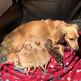 Dachshund Puppies from Honey Creek Dachshunds