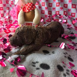 Hopper - male Newfypoo puppy in Mckenzie, Tennessee from Small Town Doodles & Poodles