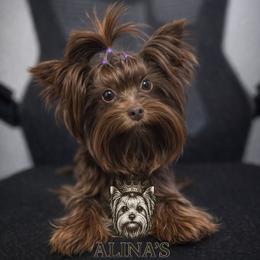 Brownie - Yorkshire Terrier