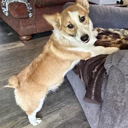 Tank - White and fawn male Pembroke Welsh Corgi puppy in Keizer, Oregon from Grit Phillips