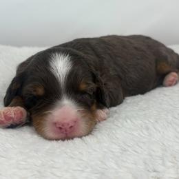 Eden - Blue merle female Bernedoodle puppy in Fleming, Colorado from Vandenbark Doodles