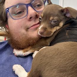 Rat Terrier Puppies from The Puppy Patch Rat Terriers