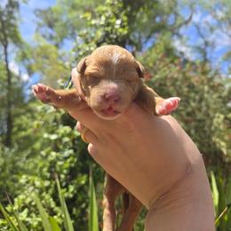 Blueberry - Apricot male Goldendoodle puppy in Gainesville, Florida from Alyssa Xxweetdoodles