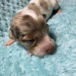 Appa - Dapple male Dachshund puppy in Jarales, New Mexico from Poker Paws Dachshunds