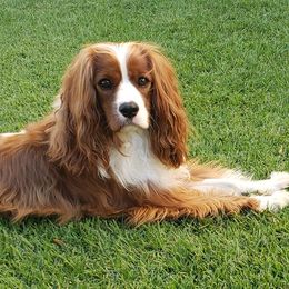 Cavalier King Charles Spaniels from Royal Paradise Cavaliers of Hawaii