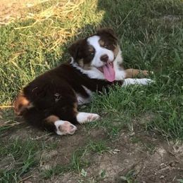 Australian Shepherd Puppies from Michelle Ferguson