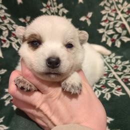 Lamb Chop - Red speckled female Australian Cattle Dog puppy in Mena, Arkansas from Red Desert Australian Cattle Dogs