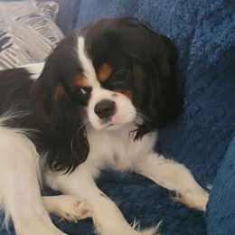 Hattie - Cavalier King Charles Spaniel