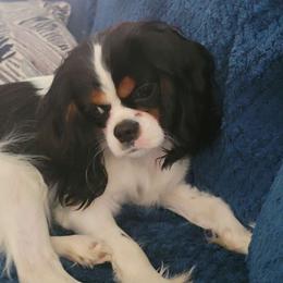 Hattie - Cavalier King Charles Spaniel
