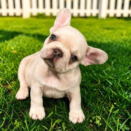 Mickey - White male French Bulldog puppy in Ottawa, Kansas from Hey Hey Frenchies