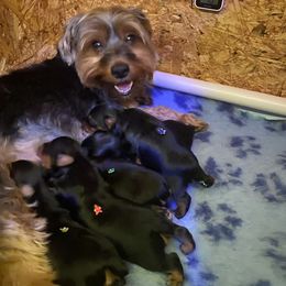 Yorkshire Terrier Puppies from Cutest AKC AZ Yorkies