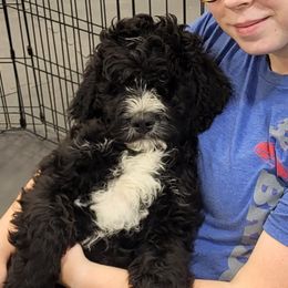 Obi-Wan - Black and white Bernedoodle puppy in Winchester, Indiana from Mystic River Poodles and Doodles