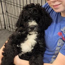 Obi-Wan - Black and white Bernedoodle puppy in Winchester, Indiana from Mystic River Poodles and Doodles